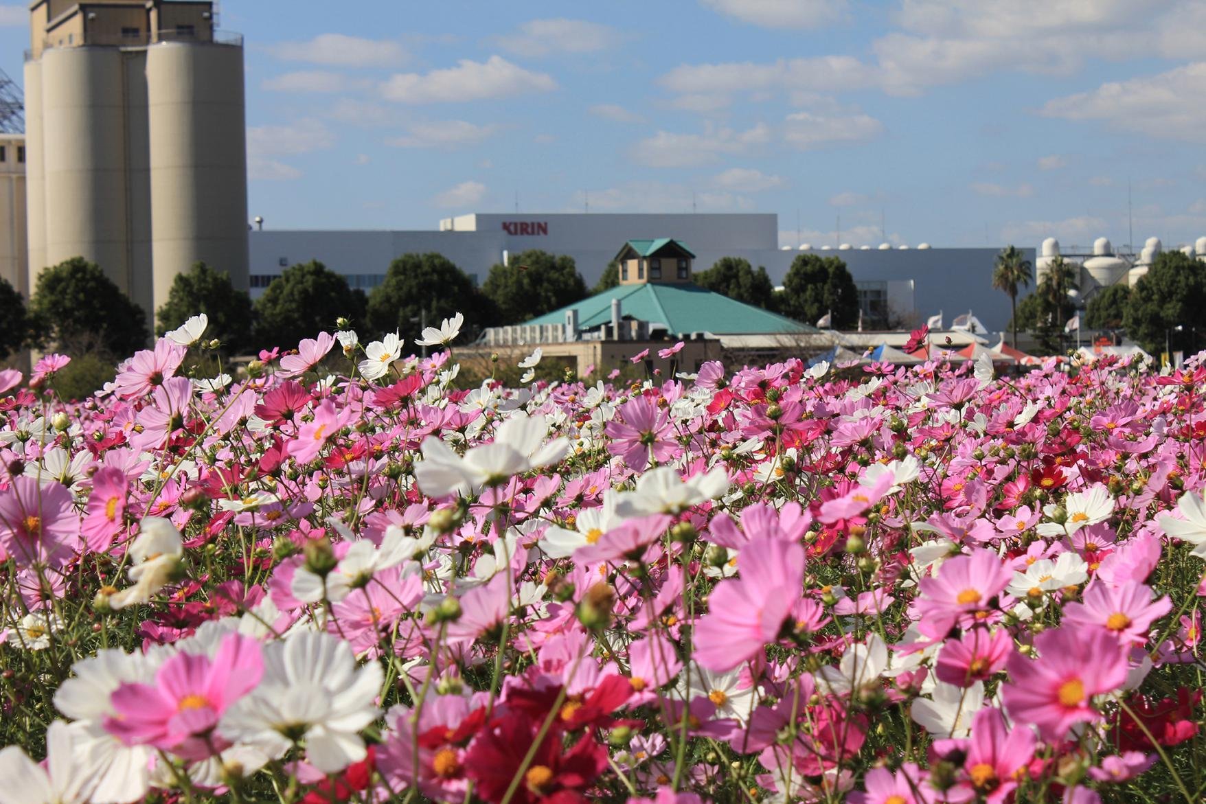 🍺 기린 맥주 후쿠오카 공장 (기린비루 후쿠오카 고조) 이미지 9